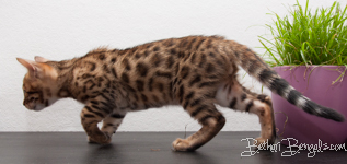 Bengal Cat Züchter